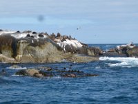 P1310110  seal island